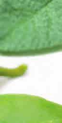 BIO LITSEA B0022, dop.