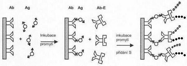 Sendvičová ELISA pro antigeny Na tuhou fázi se naváže Ab. Na ni se potom navazuje známé nebo neznámé množství antigenu. Promytí.