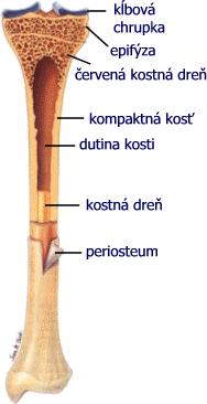 2. Scintigrafie skeletu a žlutá je zásobárnou tuku. Na kosti jsou také označovány diafýzy a epifýzy. Střední část dlouhé kosti se nazývá diafýzou a konce epifýzou.