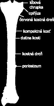 Na, Mg, F, P, Ca ).Organická část je tvořena hlavně kolagenními vlákny a anorganická složka je z krystalů hydroxyapatinu. Na krystaly se váže až 90% vápníku.