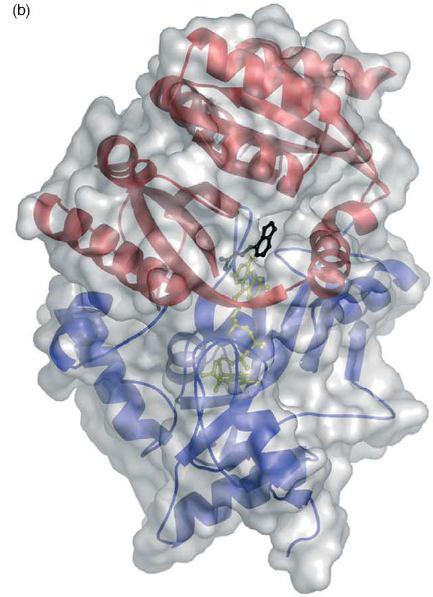 ES/EI Cytokinin