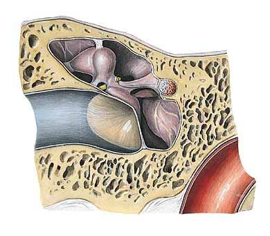 Střední ucho (Auris media) středoušní dutina středoušní kůstky (ossicula aditus) středoušní klouby