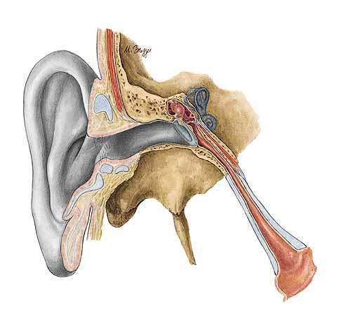 Sluchové a rovnovážné ústrojí Vnější ucho (Auris externa) Střední ucho