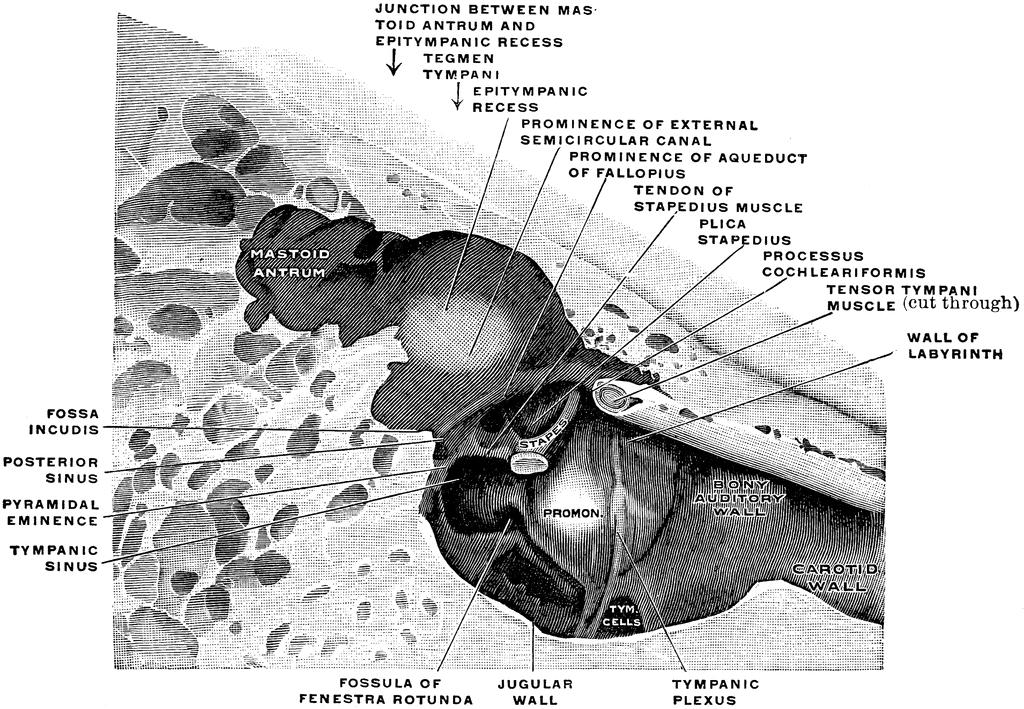 Středoušní dutina bubínková dutina (cavitas tympani)