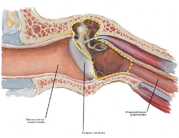 výběžky: antrum mastoideum cellulae mastoideae celullae