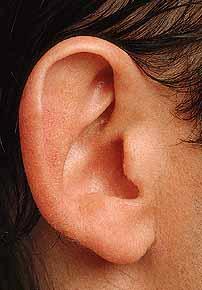 Vnější ucho (Auris externa) Boltec (Auricula, Pinna) elastická chrupavka