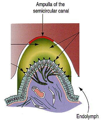 Polokruhové kanálky a chodbičky blanité chodbičky uvnitř kostěných kanálků receptory v ampulách