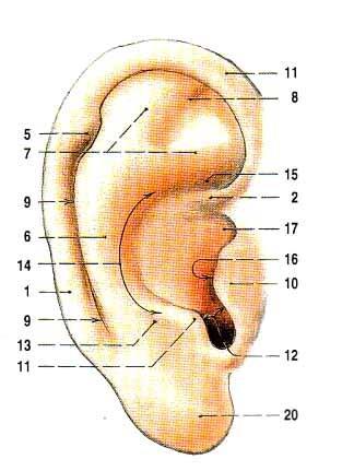 Boltec Helix crus, spina, cauda (tuberculum auriculare