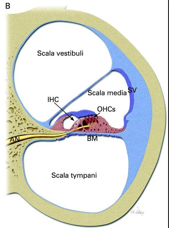 Blanitý labyrint (labyrinthus membranaceus) Labyrinhtus cochlearis scala media = ductus cochlearis paries vestibularis: membrana vestibularis Reissneri paries externus: stria vascularis, prominentia
