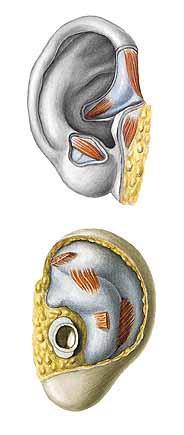 Vazy: lig. auriculare ant., sup., post. Svaly boltce - inervace: n. facialis Vnější svaly = mimické mm. auriculares (ant., sup., inf.) m. temporoparietalis Vlastní svaly: rudimentární m.