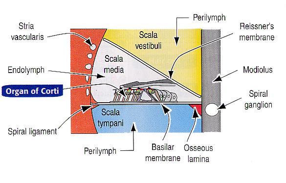 Blanitý hlemýžď (Scala media) obsahuje endolymfu na lamina basilaris je Cortiho orgán