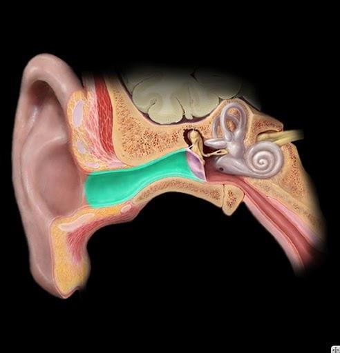 porus acusticus externus šikmo ventromed. med. opět šikmo ventromed.