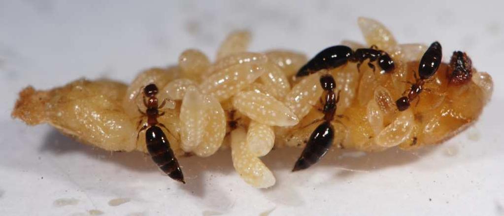 Entomopatogenní druhy hub Jeden z nejúčinějších způsobů biologické ochrany představuje infekci dospělců A.