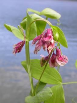 Atlantik a kontinuita bezlesí Rosa majalis reliktní na azonálních stanovištích: pobřežní křoviny, břehy vod, sutě apod; Carex pediformis ssp.