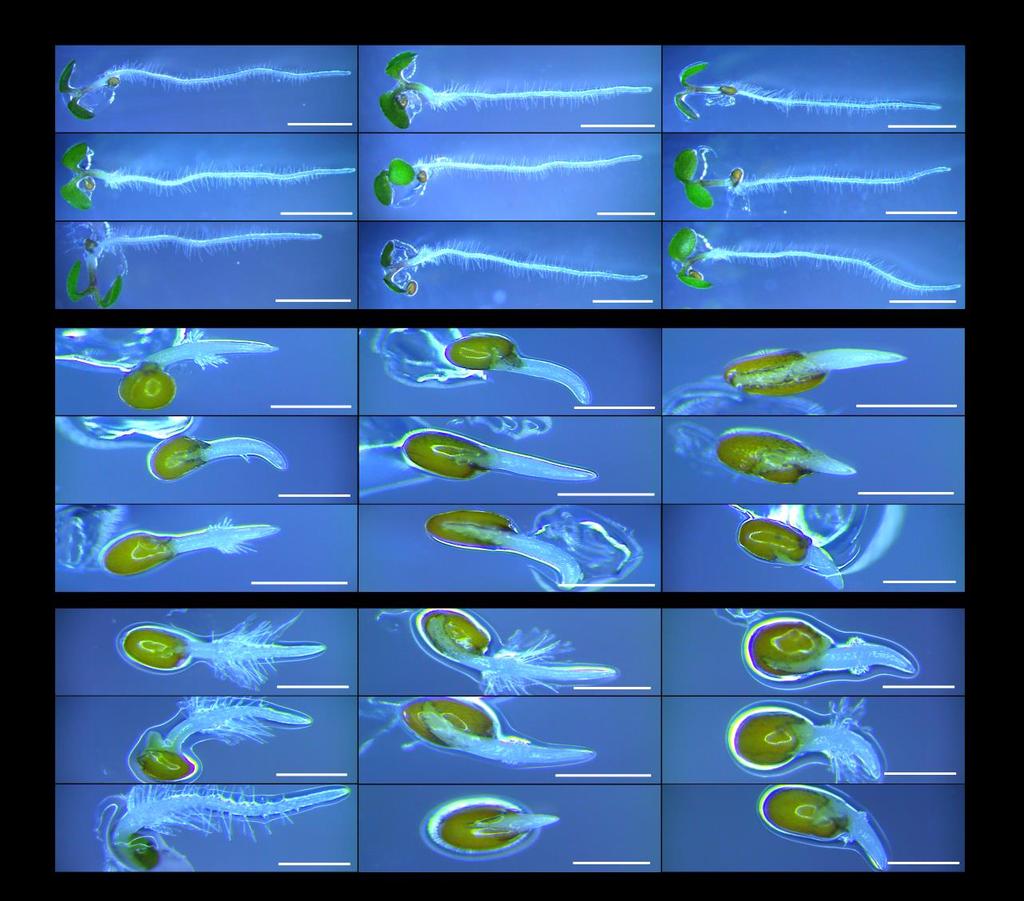 6 Detaily klíčících rostlin Col-0, pmat-gfp a PRF2-GFP