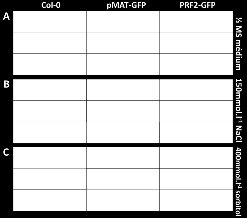 l -1 NaCl (B) a 400mmol.l -1 sorbitolu (C).