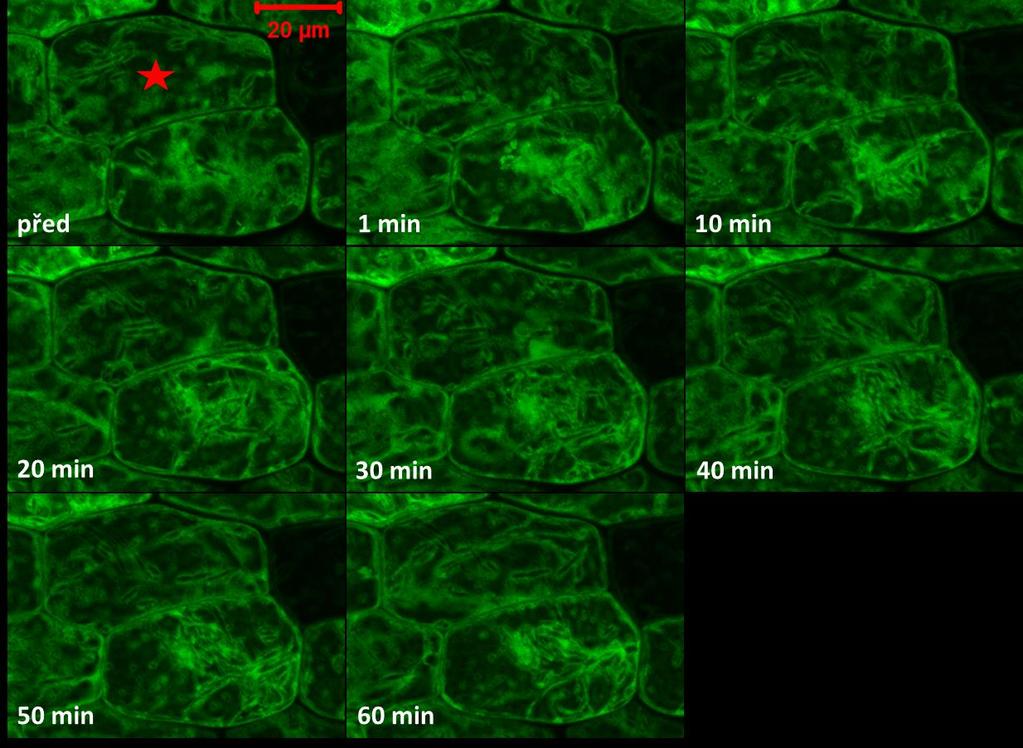Obr. 15 Průměrná intenzita fluorescence v hypokotylových buňkách semenáčků transgenní linie PRF2-GFP před a v průběhu 60 min inkubace s latrunkulinem B.