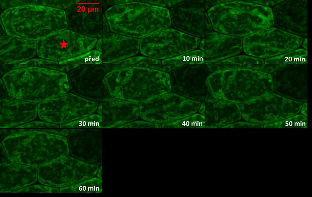 Obr. 17 Průměrná intenzita fluorescence v hypokotylových buňkách semenáčků transgenní linie PRF2-GFP před a v průběhu 60 min