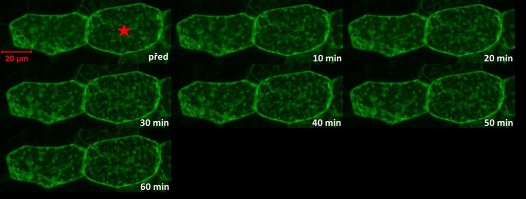 Obr. 19 Průměrná intenzita fluorescence v hypokotylových buňkách semenáčků transgenní linie PRF2-GFP před a v průběhu 60 min inkubace s oryzalinem.
