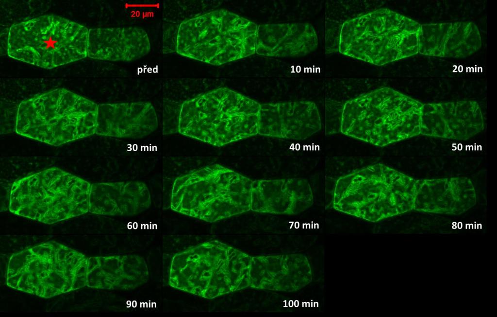 Obr. 21 Průměrná intenzita fluorescence v hypokotylových buňkách semenáčků transgenní linie PRF2-GFP před a v průběhu 60 min inkubace s DMSO.