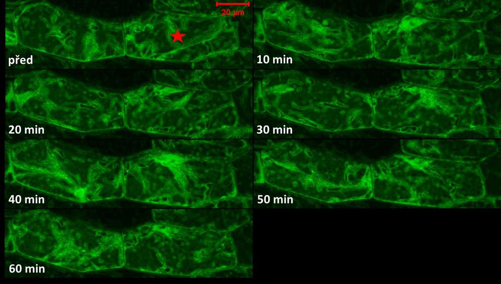 Obr. 23 Průměrná intenzita fluorescence v hypokotylových buňkách semenáčků transgenní linie PRF2-GFP před, v průběhu 60 min inkubace s taxolem a následně v průběhu dalších 40 min po vymytí taxolu ½