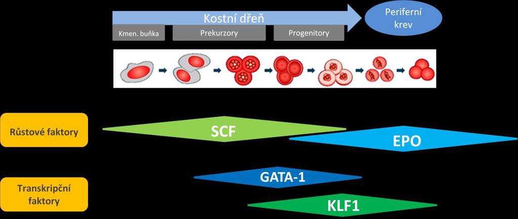(EPO) (Lin et al, 1996), následně diferencují do prvních stádií morfologicky identifikovaných buněk erytrocytární linie proerytroblastů, dále do erytroblastů (bazofilní, polychromatofilní a