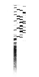 A AccI BamHI Ex2R IVS-IIF AccI C EXON 2 5 -IVS-II INSERTION INSERT AccI 1.