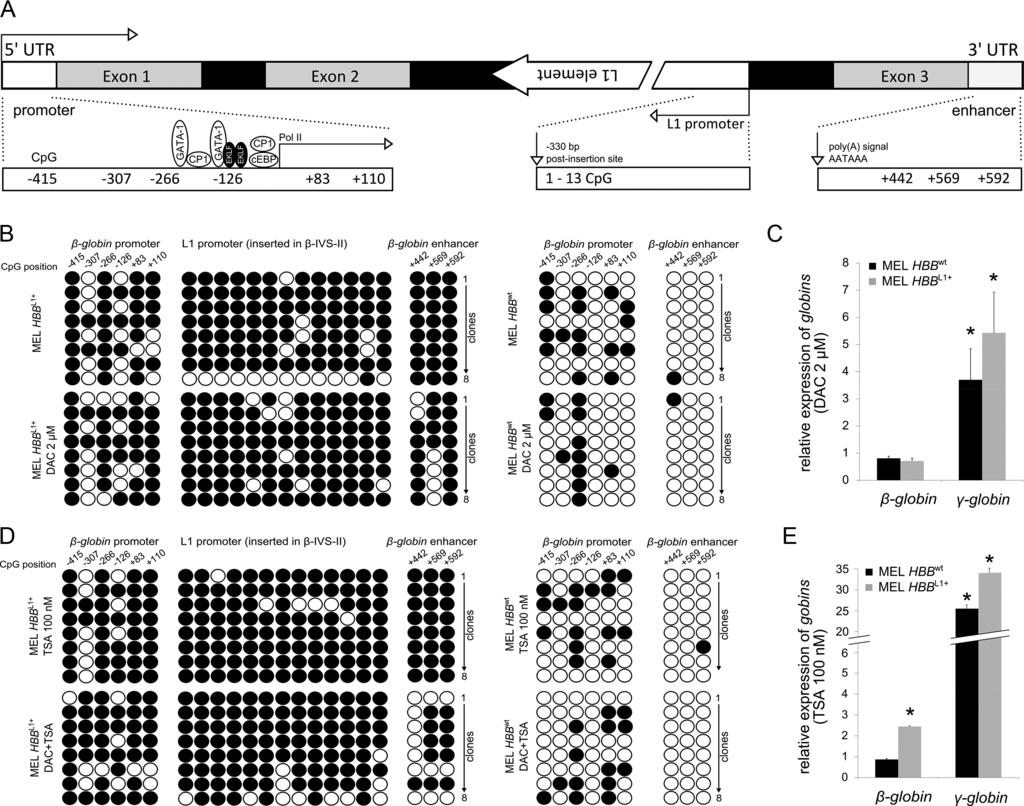 Figure 2. Analysis of epigenetic silencing of the β-globin L1 allele.