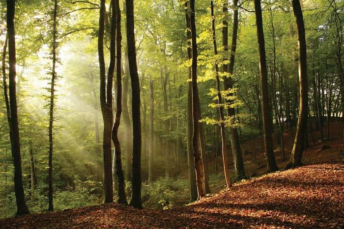 Ekosystém lesa produkují velké množství kyslíku jsou zásobárnou vody zabraňují odnosu