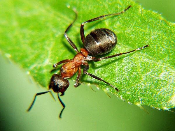 Živočichové bezobratlí mravenec lesní