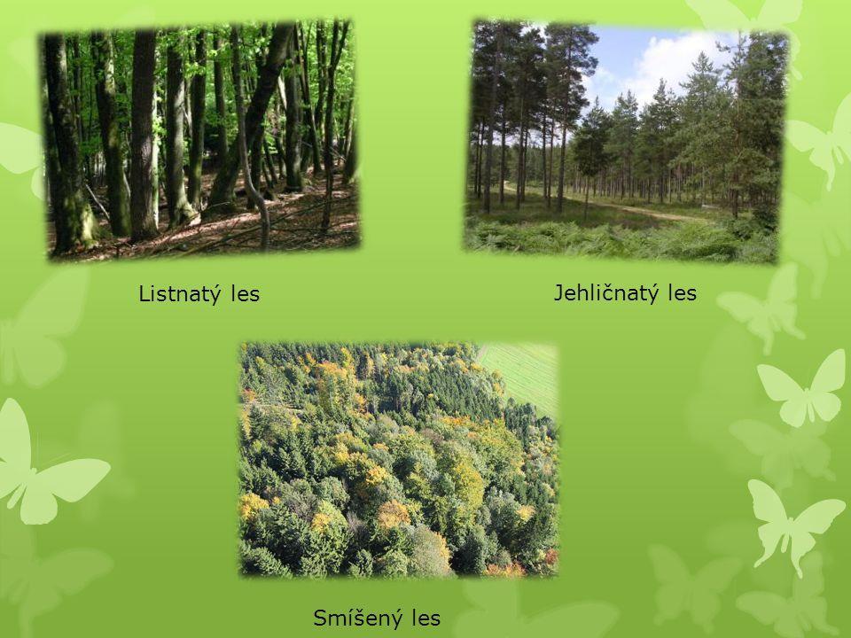 Typy lesů jehličnaté lesy: jsou stálezelené, rostou zde jehličnaté stromy listnaté lesy: