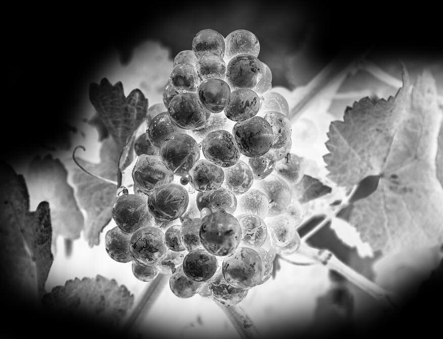 168 Hanák Karel Popice 2017 8 74 Sauvignon 276 Vedra František Šitbořice 10 82 277 Dvořák René Šitbořice 605 VH 10 84 278 Studený František Milovice 180 VH 10 87 279 Vinařství Skřivánek Strachotín PS