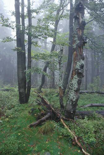 Převládá lesní vegetace V dřevinné skladbě se vyskytoval Quercus, Ulmus, Fraxinus, Tilia a Acer Tyto smíšené listnaté lesy, jejichž jednotlivé druhy snášejí větší zastínění než Pinus a Corylus,