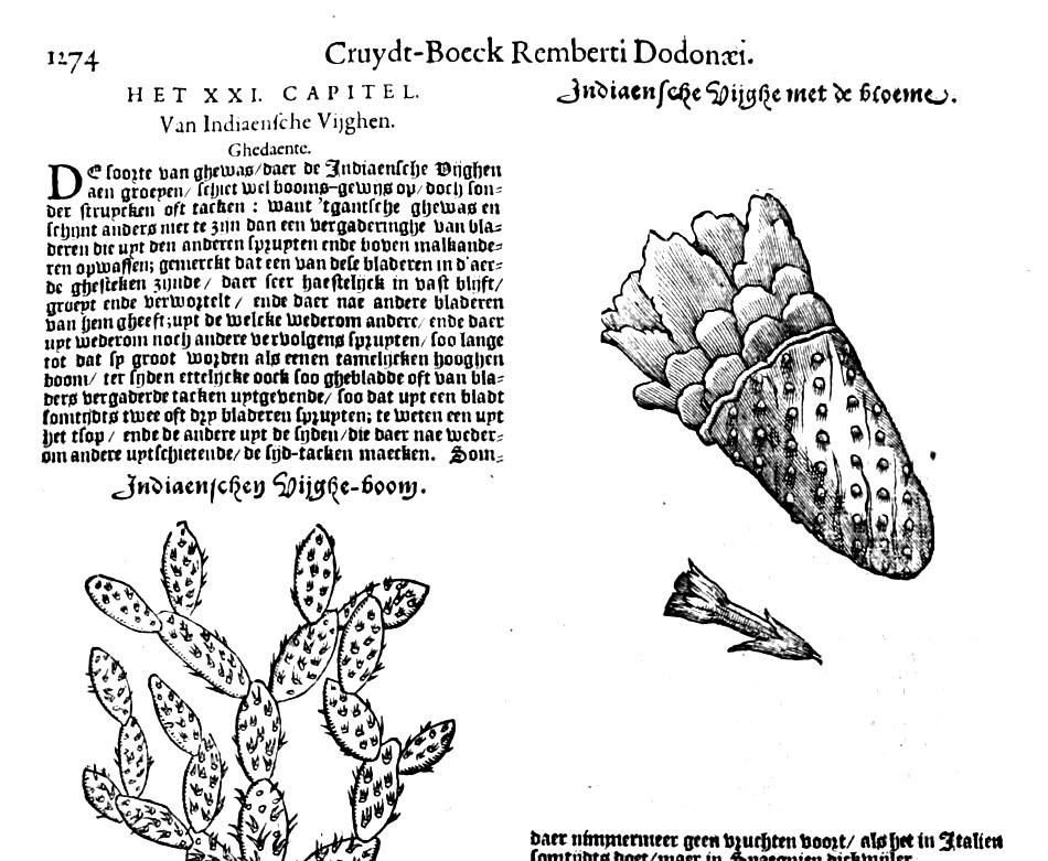 pemptades sex 1583 a další vydání po smrti. Dole: Cruydt-Boeck 1644 str.
