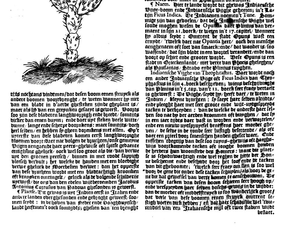 1422 Echinomelocactos Andrea Cesalpino (1519 1603) Italský filosof a