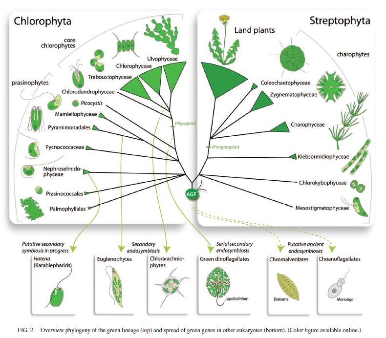 ŘÍŠE: Plantae (= Archaeplastida) ODDĚLENÍ: Chlorophyta TŘÍDA: Ulvophyceae ZÁKLADNÍ CHARAKTERISTIKA: stélka typicky vláknitá, sifonální nebo sifonokladální uzavřená mitóza většinou