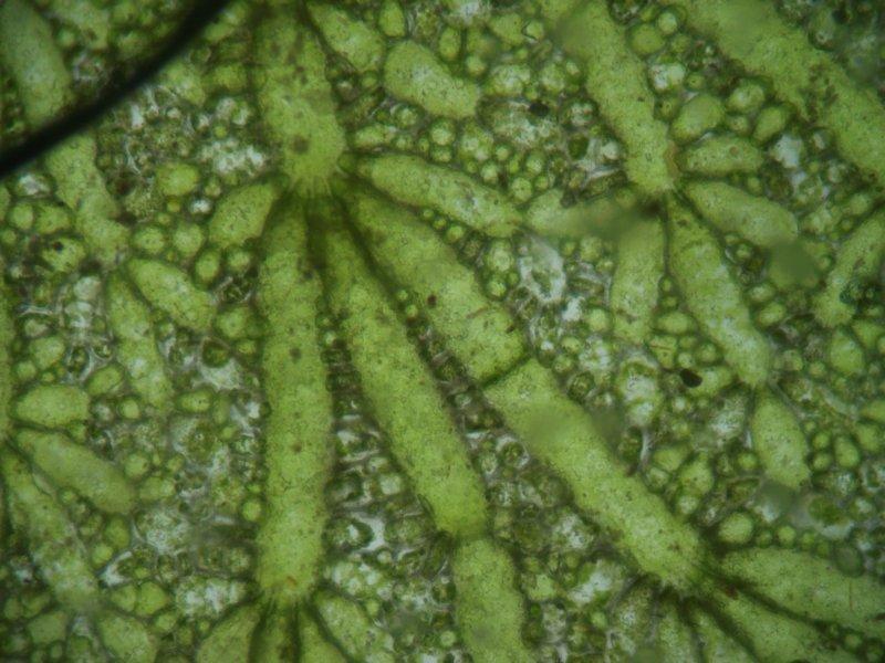 Anadyomene Sifonokladální řasa, síťovitý chloroplast; vlákna