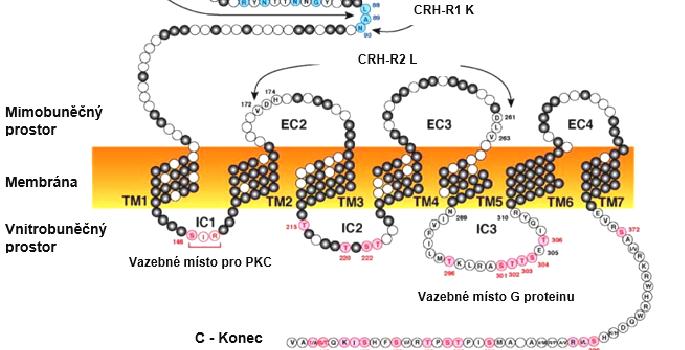 Obr. 1. Struktura CRH receptoru. CRH receptorový peptid prochází 7krát plazmatickou membránou (žlutá barva), která peptid rozděluje na tři části.