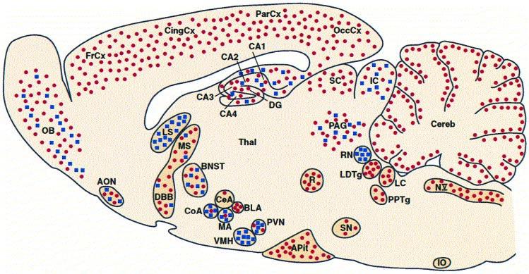 Obr. 2. Lokalizace CRH-R1 a CRH-R2 receptorů v CNS.