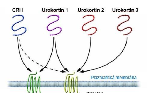 Obr. 3. Přehled CRH receptorových agonistů a antagonistů.