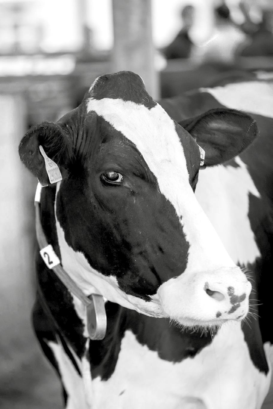 REPUBLIC ROČENKA ANNUAL REPORT www.holstein.