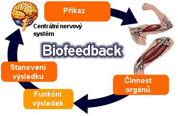 BIOLOGICKÁ ZPĚTN TNÁ VAZBA Biologická zpětná vazba je mechanismus, který prostřednictvím měření a smyslově vnímatelného znázornění stavu určitého subsystému lidského organismu umožňuje tento stav