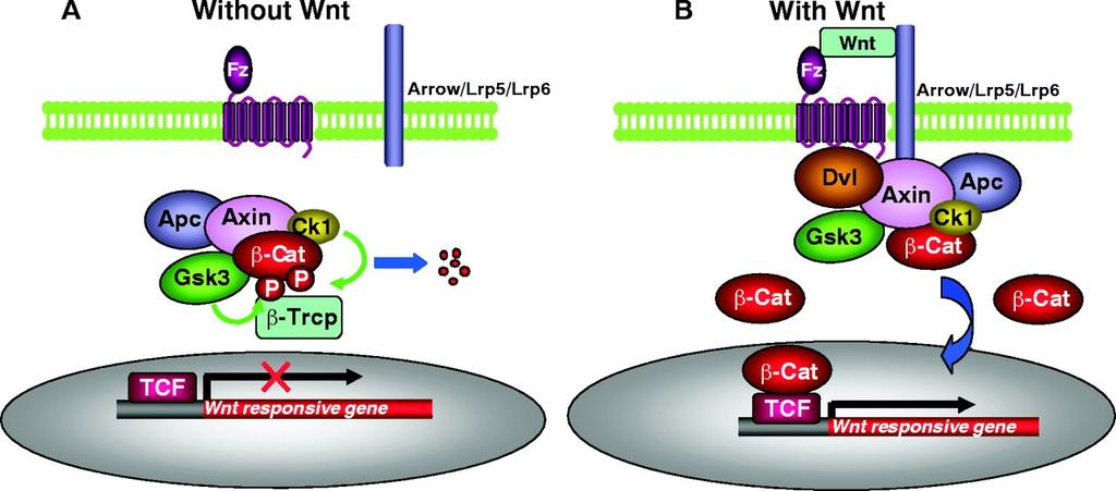 Wnt/β-catenin signalisace He, X.