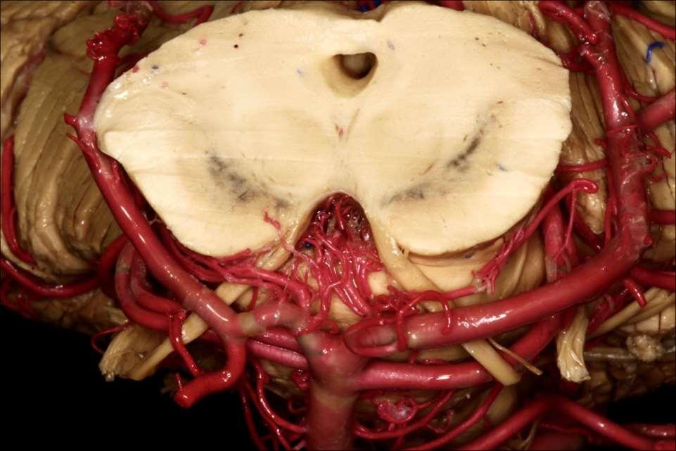 DR Nuñez