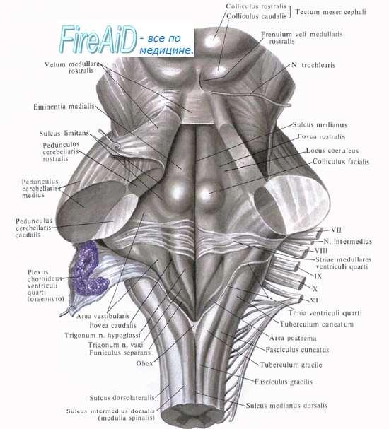 Ncl. vestibulares Ncl. cochleares Fossa rhomboidea Ncl. n. hypoglossi, n.