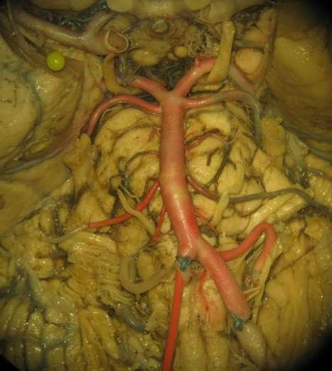 Anatomie
