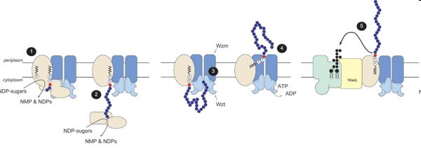 Syntéza antigenu 0 Antigeny -