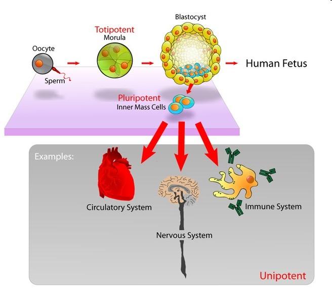 Kmenové buňky http://community.livinglakecountry.com/blogs/eagles_eye/stem%20cells%20diagram%5b1%5d.