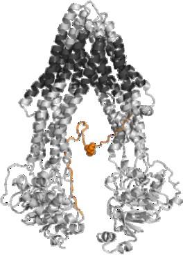 ABC B1 a Alzheimerova choroba ABC B1 exportuje Aβ (luminální část kapiláry) ABC B1a,b -/- myši snížené odstraňování Aβ z mozku Dysfunkční ABC B1 na BBB akumulace Aβ AD pacienti snížená hladina ABC B1