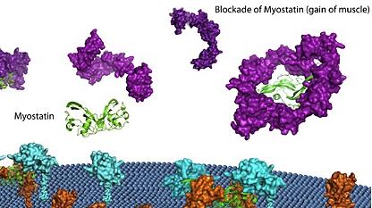 Bimagrumab: vývoj klinického testování Přirozeně je objem svalstva regulován proteiny